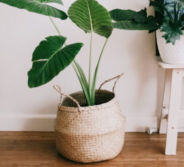 Las macetas son ideales para las habitaciones, ya que con ellas podemos incluir plantas para limpiar el aire, disipar las malas vibras o simplemente aportar vida vegetal para un ambiente natural.